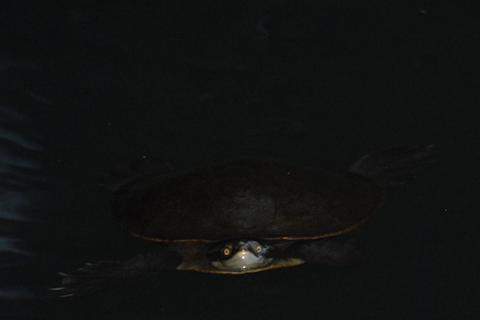 Northern Yellow-faced Turtle (Emydura tanybaraga)